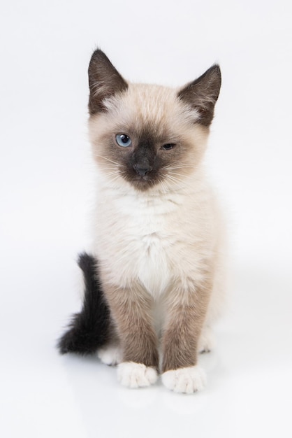 Ritratto di piccolo gatto siamese con le racchette da neve su sfondo bianco