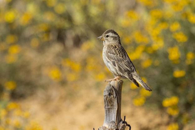 Portrait of a small sparrow sitting on the branch of a tree