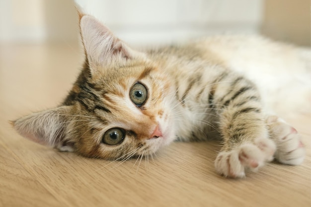 Portrait of a small tricolor cat A mongrel kitten lies on the floor