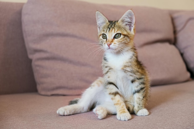 Portrait of a small tricolor cat A mongrel kitten sits on the sofa