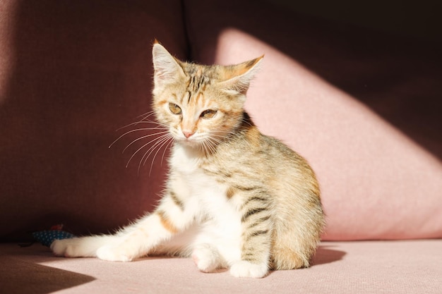 Portrait of a small tricolor cat A mongrel kitten sits on the sofa