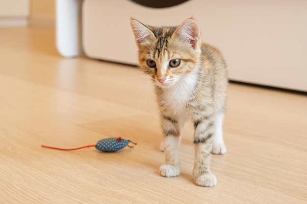 小さなトリコロールの猫の肖像画 床に立っている雑種の子猫