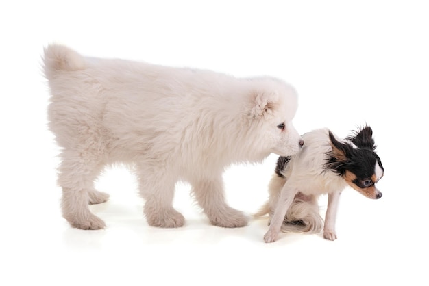 Portrait of a Smaoyed puppy and chihuahua