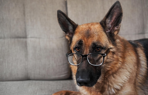 Portrait of smart funny intelligent educated dog with thick lenses on eyes