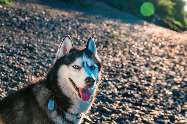 Portrait of a smiling husky dog on a walk on a sunny evening