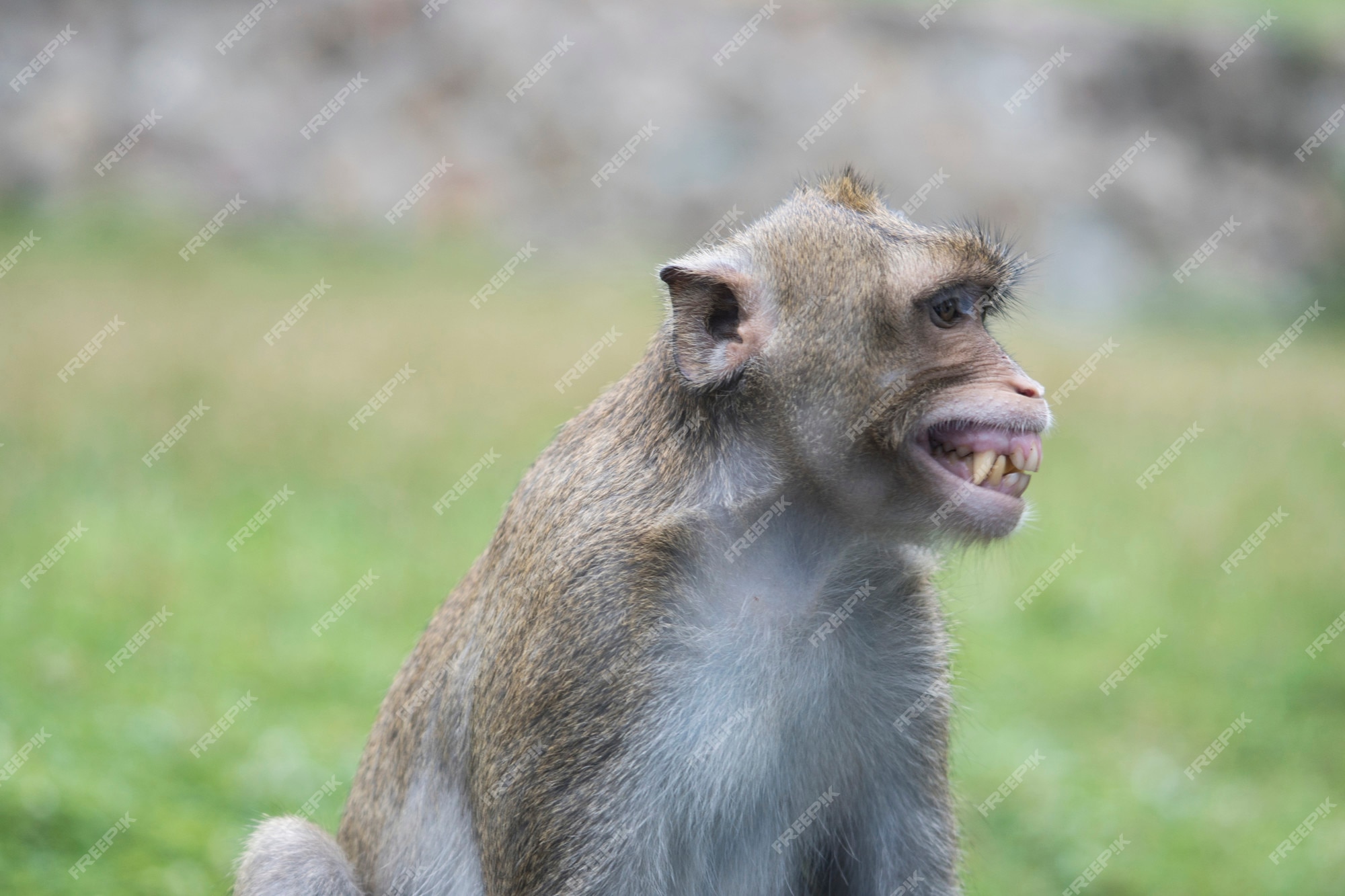 cute smiling monkey