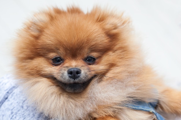 Portrait of smiling orange pomeranian spitz close up