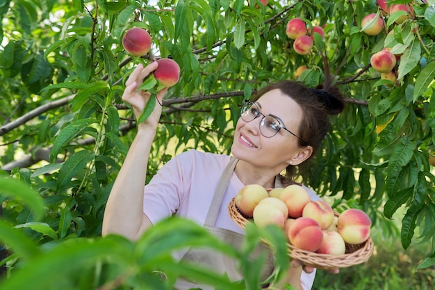 Portrait of smiling woman with basket of fresh peaches tree with ripe peaches background