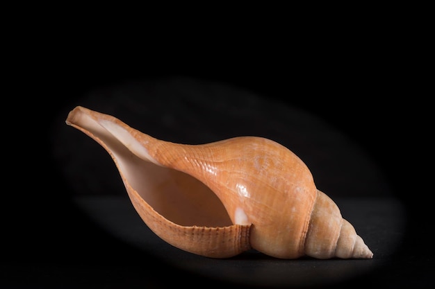 Portrait of a snail or marine conch shell placed on black background