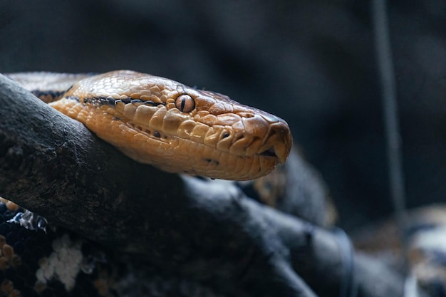 Photo portrait of a snake lying on a tree branch