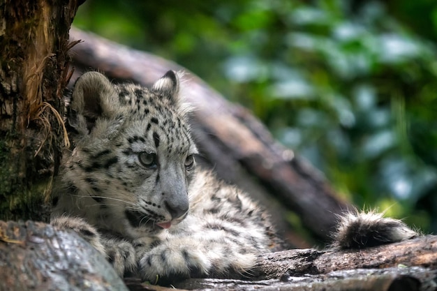 Portrait of Snow leopard cub Panthera uncia
