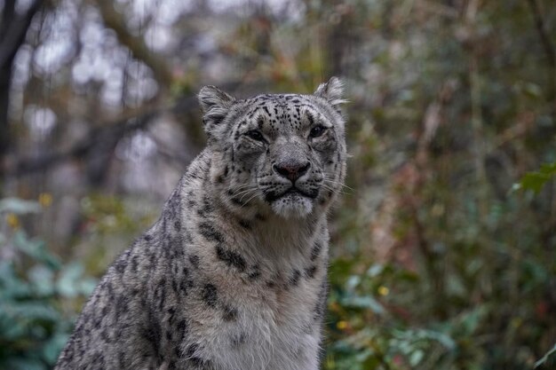 Portrait of a snow leopard Panthera uncia looking at you