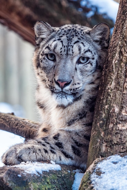 Portrait of a snow leopard in winter