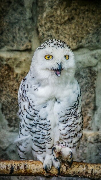 Foto ritratto di gufo nevoso contro un muro di pietra allo zoo