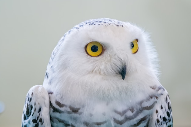 Photo portrait of snowy owl standing on brach