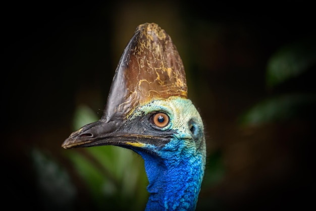 Portrait of Southern cassowary