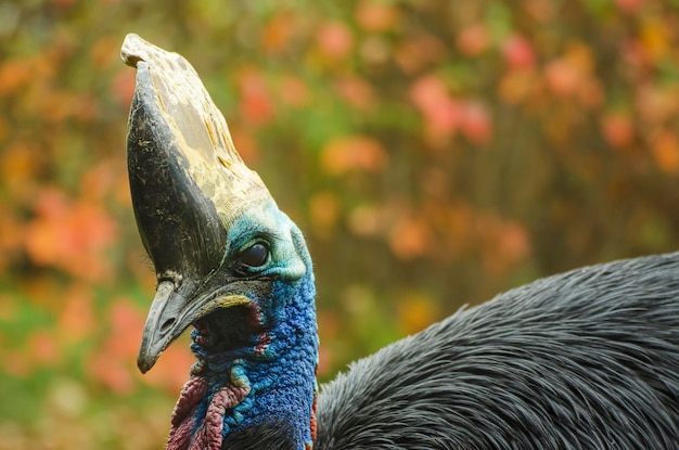 Портрет южной редкой птицы Casuarius casuarius aka australian cassowary