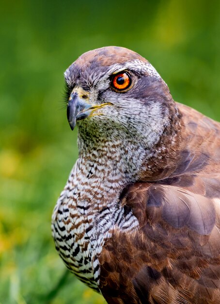 Portrait of a Spanish hawk in the nature