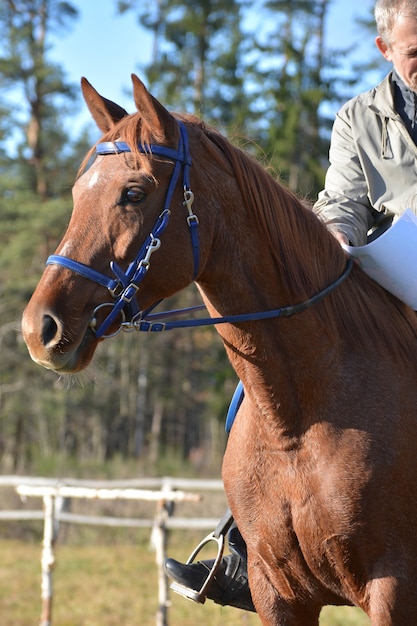 Portrait of a sporty red horse