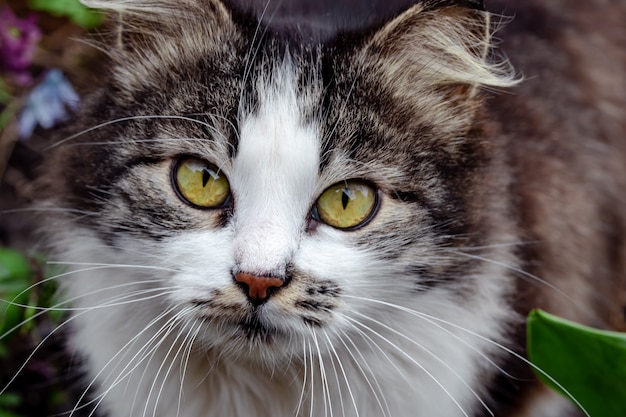 Portrait of a spotted cat with a long mustache outdoors.