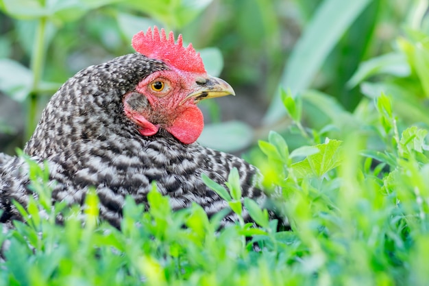 Ritratto di un primo piano macchiato di plymutrock di pollo su uno sfondo di erba verde