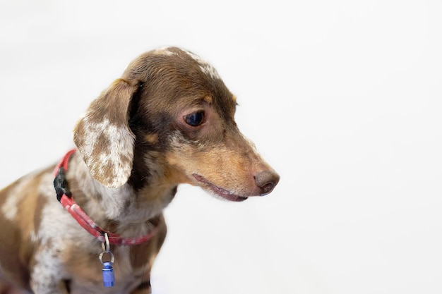 Portrait of a spotted dachshund in closeup highlighted on a light white gray background