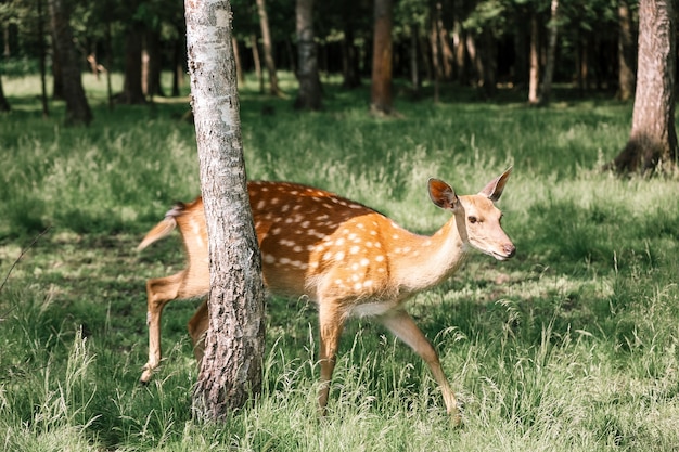 Portrait of a Spotted Deer in the forest