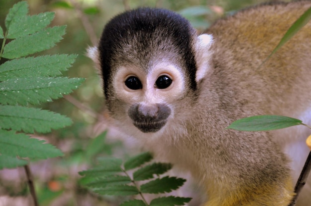 Photo portrait of squirrel monkey on tree