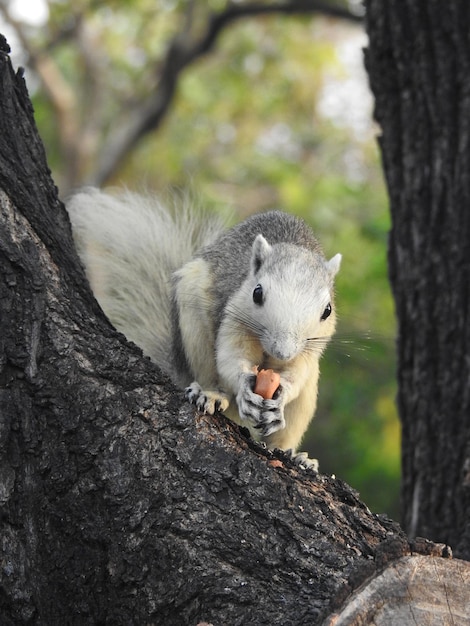 Portrait of squirrel on tree trunk