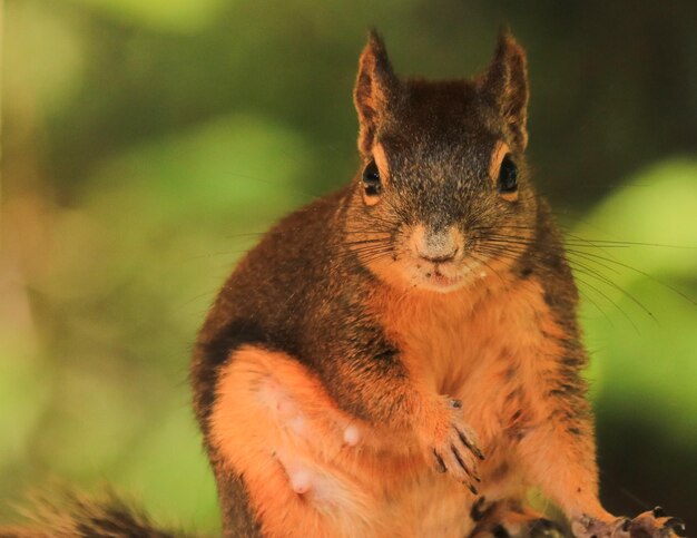 Photo portrait of squirrel