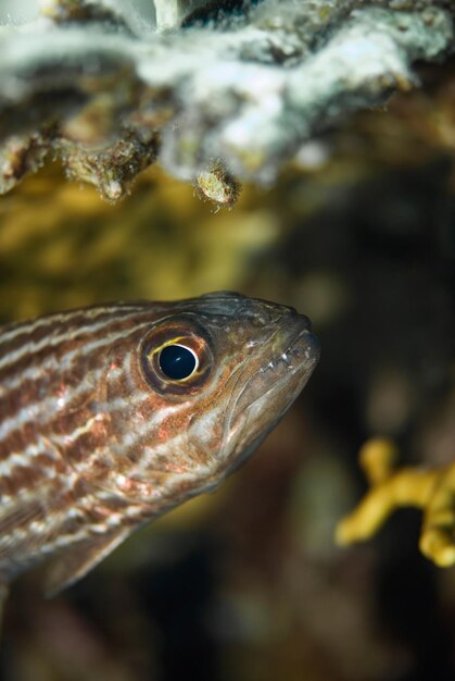 Portrait of a squirrelfish