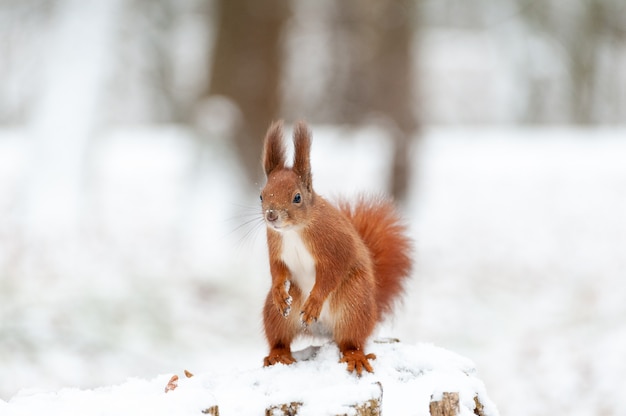 Portrait of squirrels close up on a background of white snow