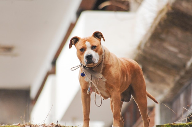 portrait of staffordshire bull terrier standing