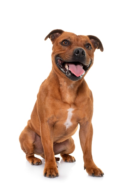 Portrait of a Staffordshire bull terrier