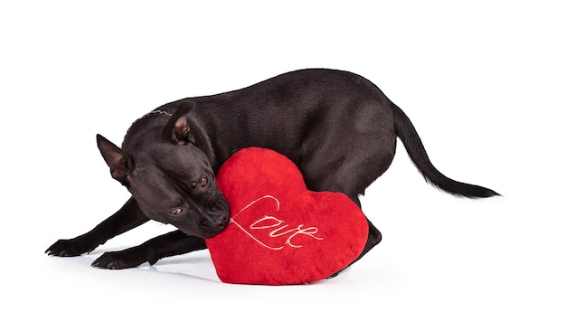 Portrait of an staffordshire terrier dog who dies a fabric heart on a white background