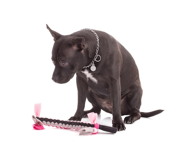 Portrait of an staffordshire terrier dog with a pink woven fabric toy  on a white background