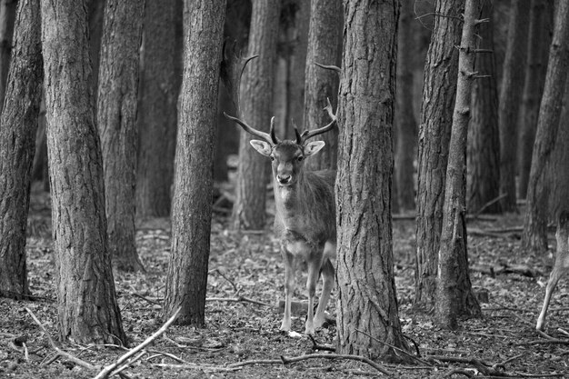 Photo portrait of stag in forest