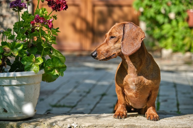 Portrait of Standard smooth-haired dachshund
