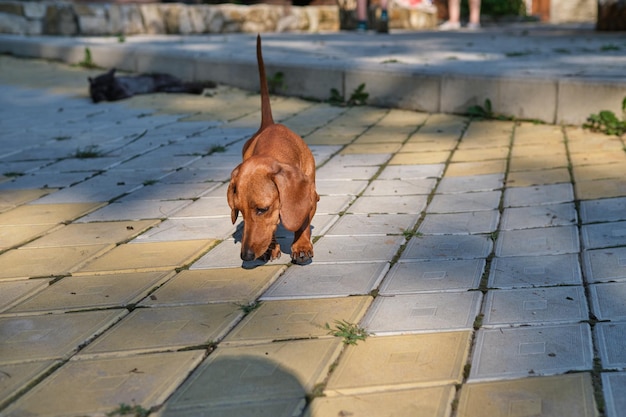 Portrait of Standard smoothhaired dachshund