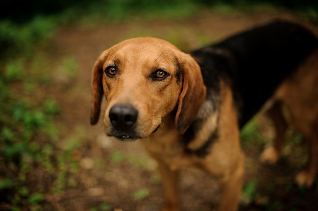 Photo portrait of standing brown puppy in the forest