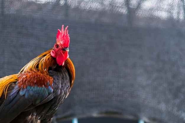 Portrait of a standing chicken