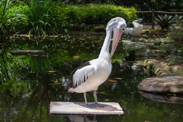 Portrait of standing white pelican