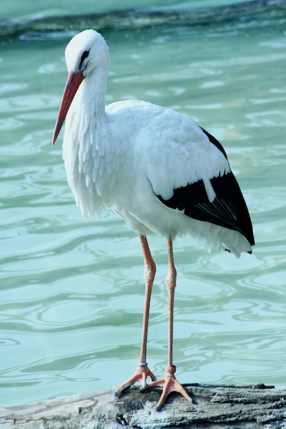 A portrait of a stork in nature