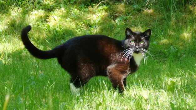 Foto ritratto di un gatto randagio sull'erba in un parco