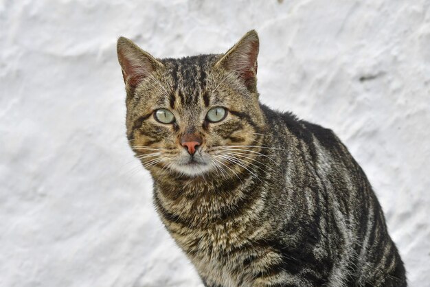 Portrait of a stray cat, looking at the camera.