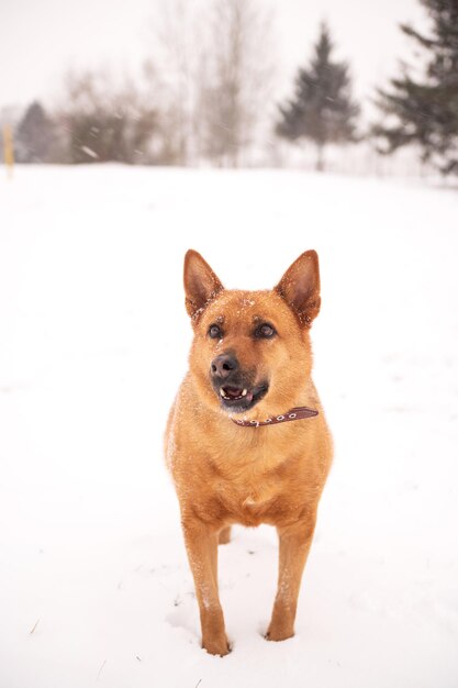 Portrait of a stray dog in the snow