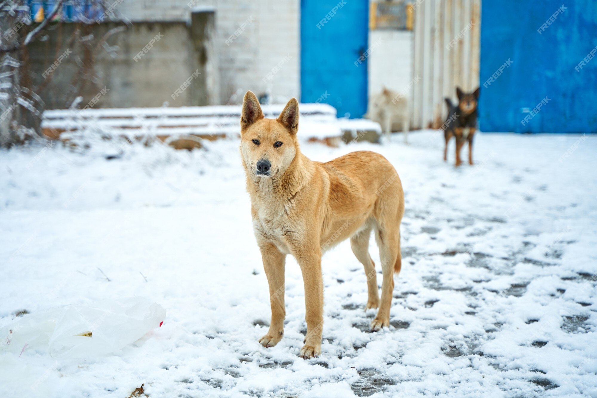 Premium Photo | Portrait of a stray dog on a snowy street. a tough winter  season for stray animals.