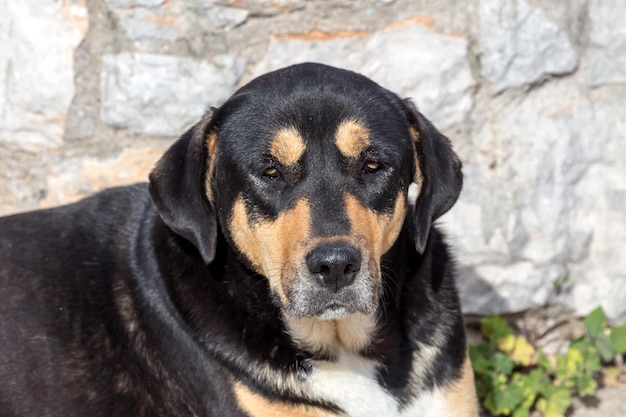 石の壁のクローズアップに横たわっている野良犬のホームレスの老犬の肖像画