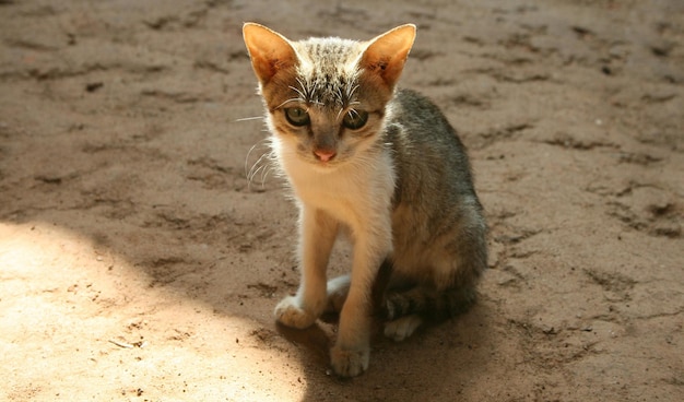 Foto ritratto di un gattino randagio seduto sulla spiaggia