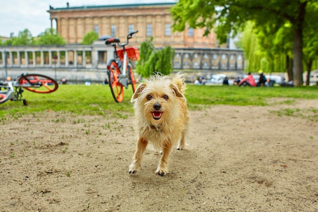 カメラに興味を持っている野犬の肖像画